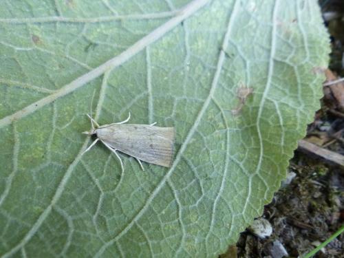 Réf. 190 280 : Calamotropha paludella